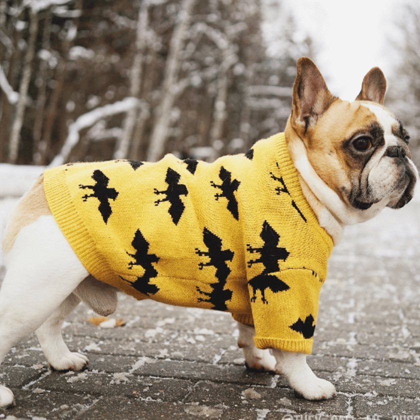 The Cozy Comfort of Our Bat Warm Core-Spun Yarn Pet Sweater